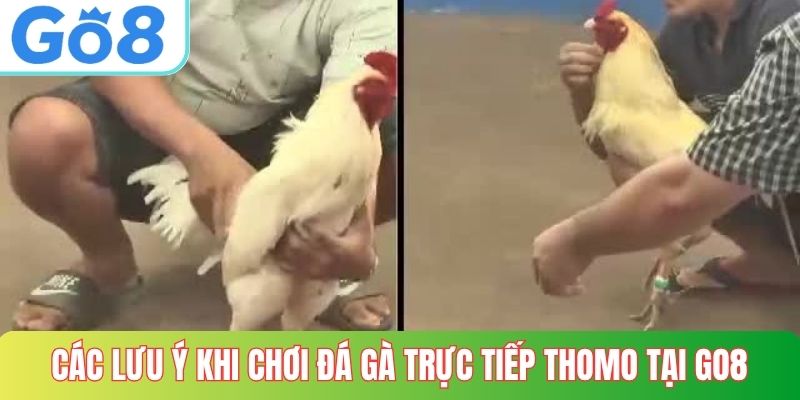 Các lưu ý khi chơi đá gà trực tiếp thomo tại GO8