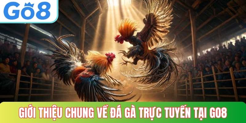 Giới thiệu chung về đá gà trực tuyến tại GO8